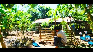 Saving kind of large duck \design and renovation of taka factory and Farm Garden