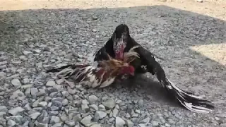 فراخ هندي الديك الهندي و ذكر البط قتال عنيف 