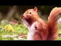 Dancing Squirrel And Friends