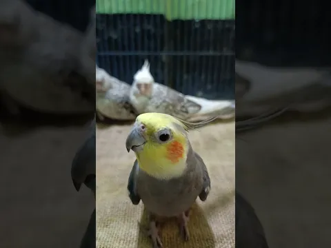 I checked my phone 3 times because of him 😂 #cute #talkingbird #ringtone #shorts #praptytalukder