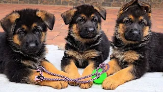 🏆Get the ball! Cute German Shepherd puppies. Odessa 2026