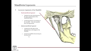 Maxilla and Mandible Anatomy Head and Neck Anatomy 9 of