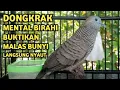 Lagu Perkutut Lokal Gacor Suara Super Kristal - Pancingan Malas Bunyi  (99%AMPUH BANGET)