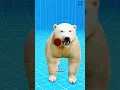 Download Lagu what if you shoot a Polar Bear?🤔#shorts