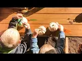 In Focus Still time to get the perfect pumpkin at Red Barn Ranch in Harrisonville
