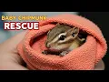 What to Feed a Baby Chipmunk Step-by-Step Rescue Guide