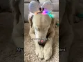 I think I found the best tiara for my dog 💖 #shorts