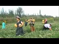 Download Lagu Uyghur folk song - Suliri Süzük (English Subtitles)