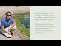 The causes and consequences of Eutrophication and Algal Blooms IB Biology Option C