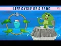 Life Cycle Of A Frog - The Dr Binocs Show Best Learning s For Kids Peekaboo Kidz