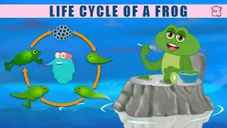 life cycle of a frog the dr binocs show best learning videos for kids peekaboo kidz