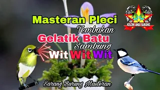 masteran pleci sejalur tembakan gelatik batu sambung wit wit wit