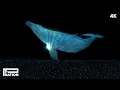 Download Lagu PSY - 흰수염고래 (Blue Whale) Live from 싸이흠뻑쇼 SUMMERSWAG 2025