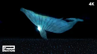 PSY - 흰수염고래 (Blue Whale) Live from 싸이흠뻑쇼 SUMMERSWAG 2025