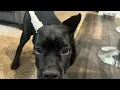 Best way for Ear Cropping and Posting dog ears Cane Corso
