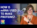 Visible Biology Lesson 3 The Process of mRNA Translation