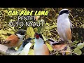 Download Lagu Pancingan Jitu Agar Burung Cendet Nyaut Emosi