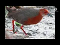 Download Lagu suara pikat burung tikusan mata merah/suara ampuh 100%pikat burung sawah