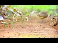 Download Lagu use amazing technical skills to be looking for food in the jungle for survival episode 12 got a bird