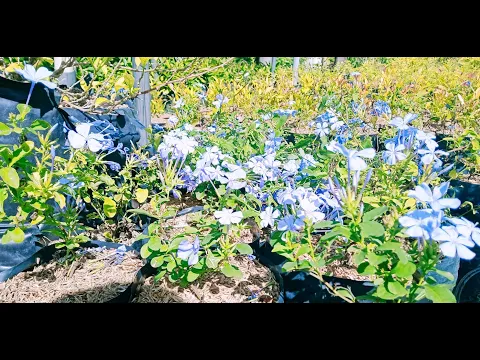 Download MP3 Forget me Not (Blue Plumbago) Plants Propagation Process