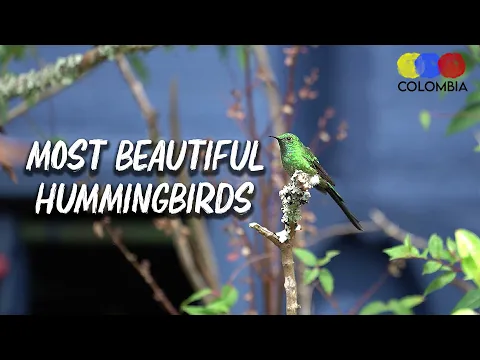 Birding in La Calera | Hummingbird Observatory