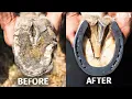 Lagu Satisfying Full Horse Hoof Restoration | 4K FARRIER ASMR