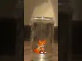 1 Man 1 Jar 1 Fox