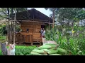 Download Lagu Membangun perkebunan di hutan,pasang tali lanjaran paria, tinggal di hutan,bertani CTd-66