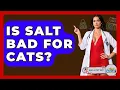 Is Salt Bad For Cats - Ask A Pet Vet