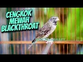 Download Lagu MASTERAN BLACKTHROAT GACOR SUARA JERNIH bikin KENARI PAUD CEPET BUNYI CENGKOK MEWAH JUARA