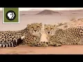 Inside Look Super Cats