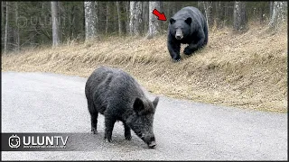 Look What Happened When This Bear Attacked a Wild Boar!