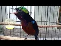 Download Lagu Langsung nyaut⁉️ pancingan suara burung kolibri bahan cepat gacor