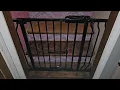 Is the Carlson Extra Wide Pet Gate the Perfect Solution for Your Home