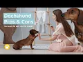 Dachshund The Pros Cons of Owning One The Good the Bad and the Wiener