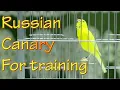 Download Lagu Canary 's song for training russian canary singing competition
