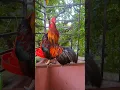 Download Lagu ayam berkokok #ayam #jago #rooster #chicken #shorts