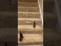 Download Lagu stairs are very treacherous 🎥: unamamiloca (TikTok), #shorts