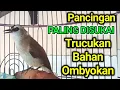 Download Lagu PUNYA TRUCUK BAHAN..? PAKAI Pancingan INI trucukan BAHAN trucuk ombyokan agar bunyi gacor