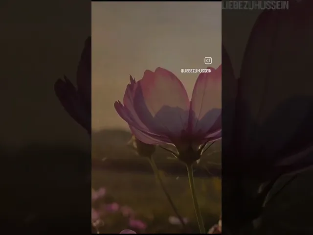 ⁣السلام عليك يازهراء ع