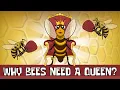 Why Do Bees Have a Queen How a Queen Bee is Born Animated Science