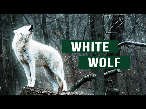 Download MP3 The Bitter Struggle of Canada's White Wolves | White Wolf | Apex Predator