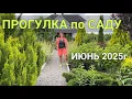 Download Lagu ПРОГУЛКА по САДУ Июнь 2025г: РОЗЫ, НОВЫЕ ХВОЙНЫЕ, стрижка растений