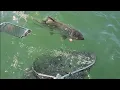 Buoy 10 Update 8-6-2026 FISH ON Bites during the Update