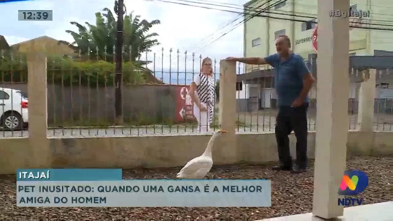 Morador de Itajaí tem uma gansa com animal de estimação e faz sucesso por onde passa