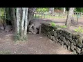 Giant Tortoise Mating Sound
