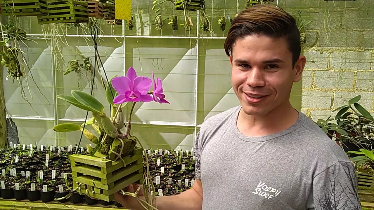 ORQUÍDEA CATTLEYA WALKERIANA FLORAÇÃO NO ORQUIDÁRIO DO AMIGO ANDRÉ TEDESCO