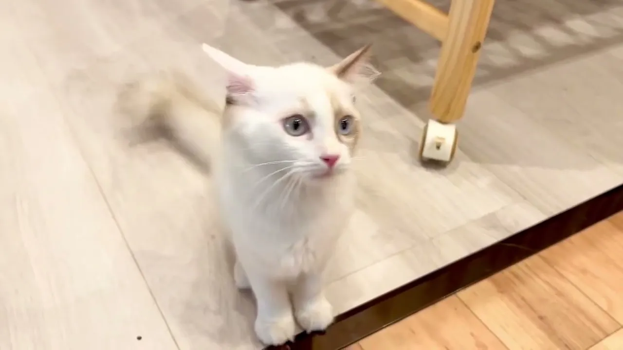 動画