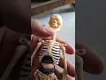 human skeleton and organs