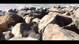 والله ما دريت بالغدرة في مضرب الامان دحمان الحراشي 